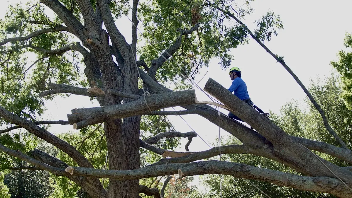 Professional Hazardous Tree Removal performed by certified arborists in Jaffrey