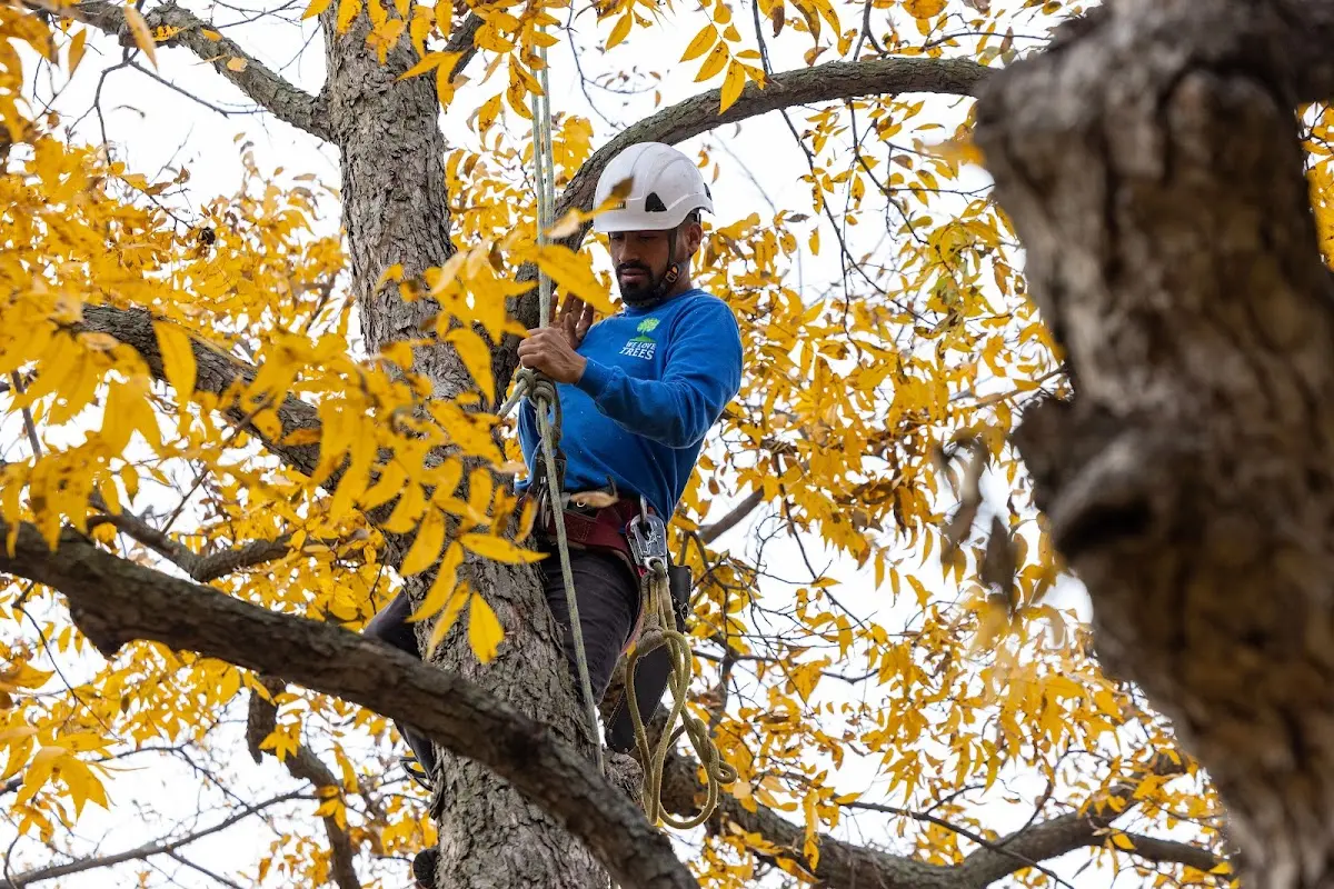 Skilled Tree Planting crew working in Jaffrey